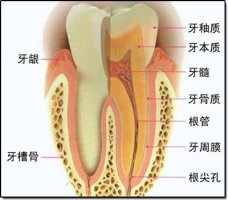 牙龈肿痛