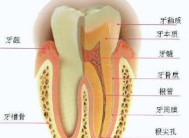 牙齿烂掉