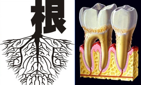 牙周炎导致牙齿松动该如何治疗